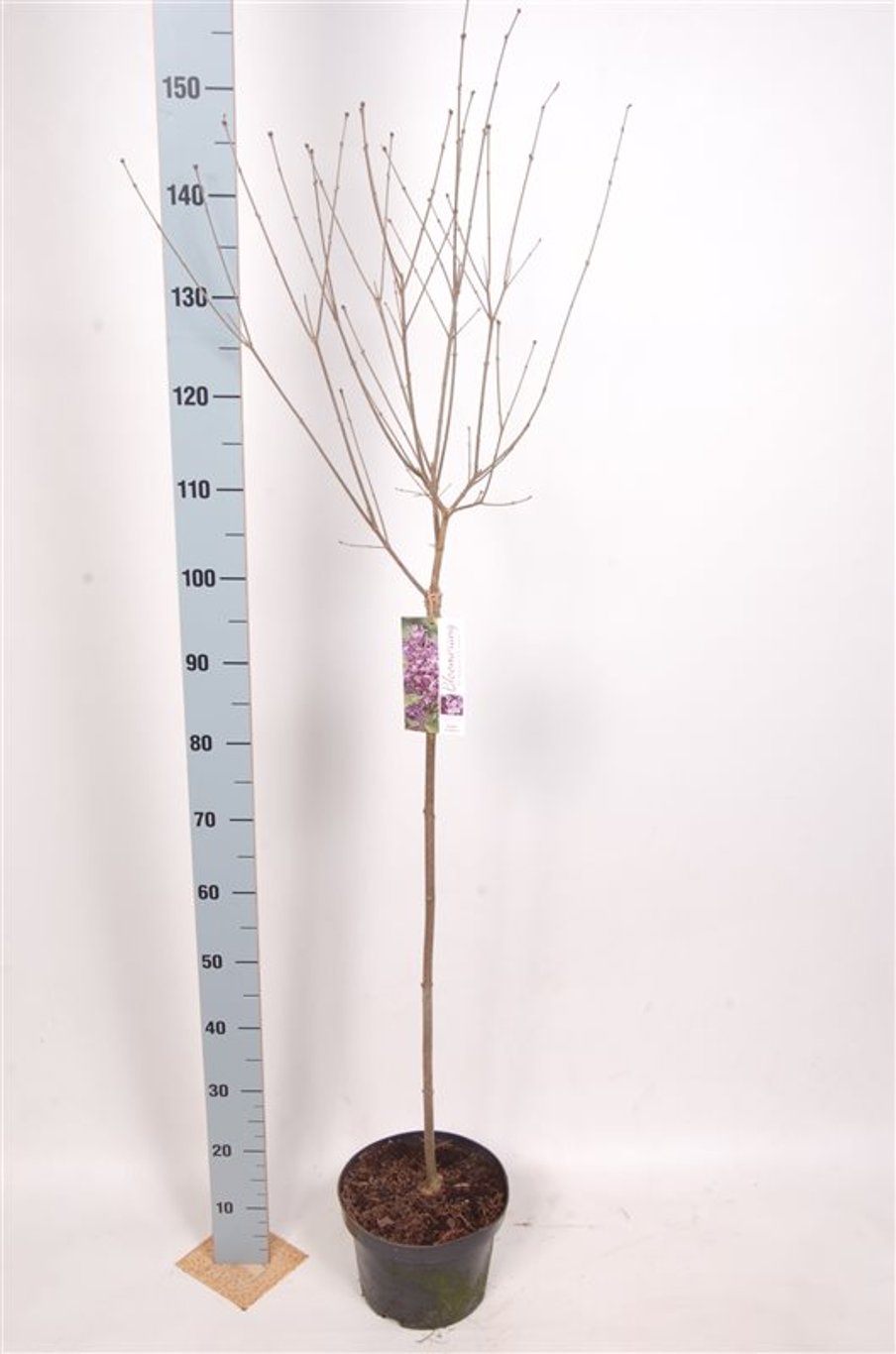 Syringa Bloomerang 'Dark Purple' - 80 CM Stem C5